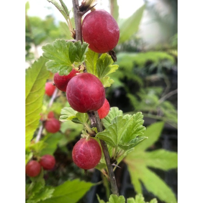 Ribes uva-crispa Hinnonmakki Red’