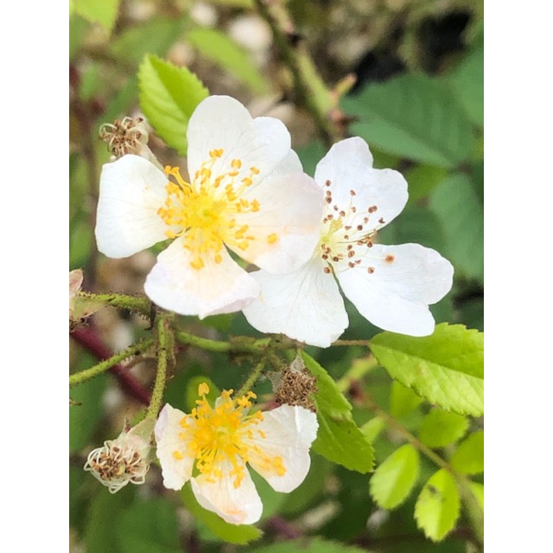 Rosa onoei var. onoei