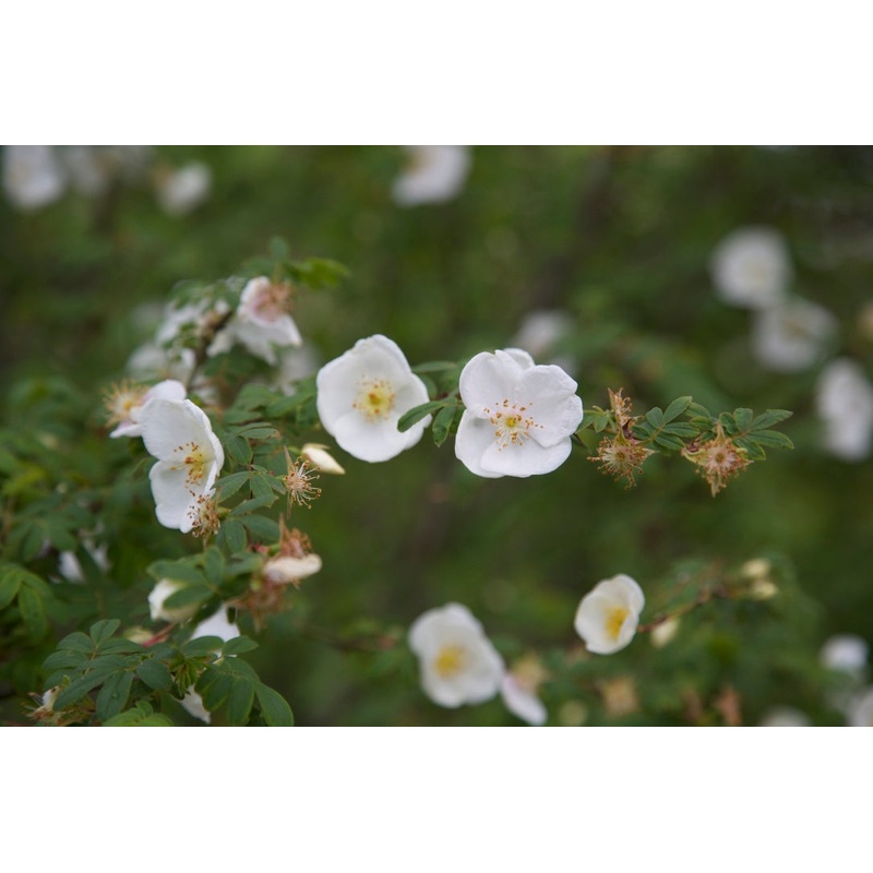Rosa sericea