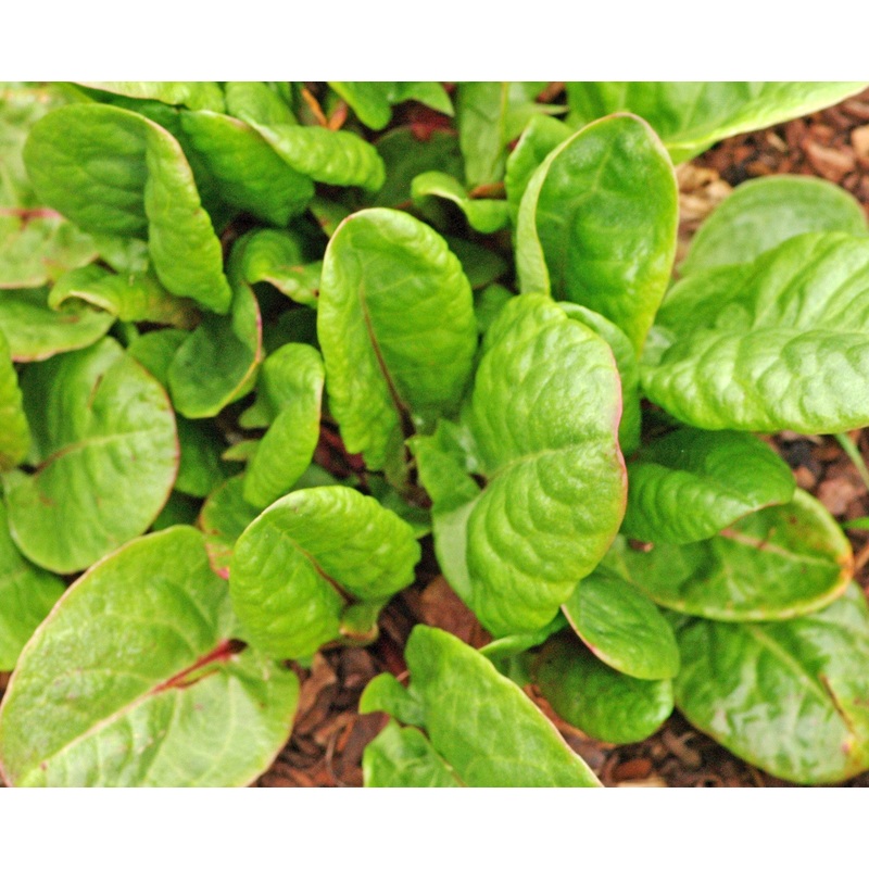 Rumex acetosa Abundance|9 cm pot|1 Litre pot