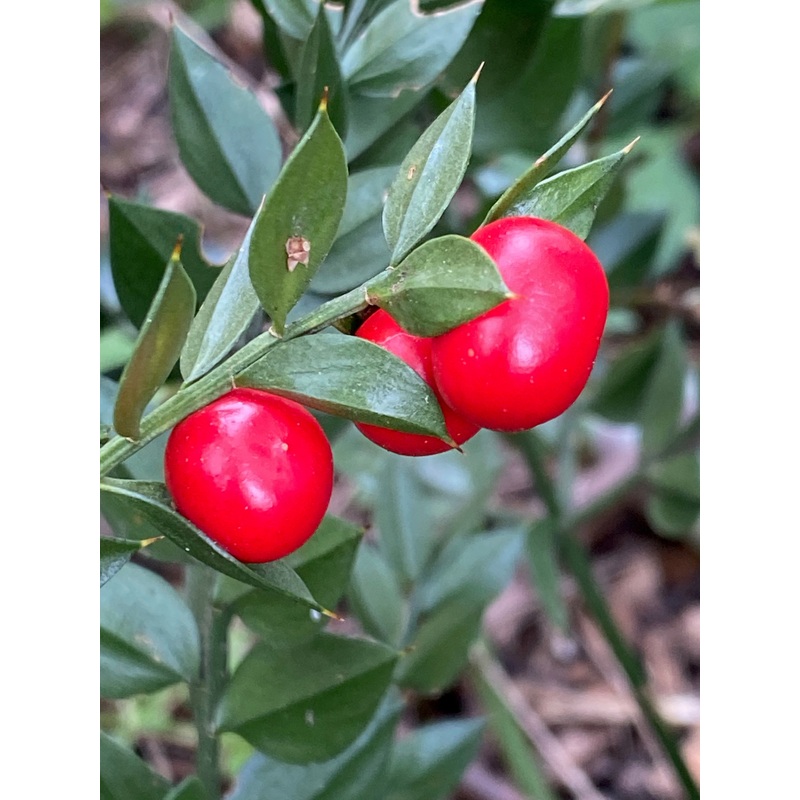 Ruscus aculeatus