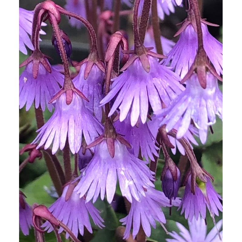 Soldanella carpatica|1 Litre pot