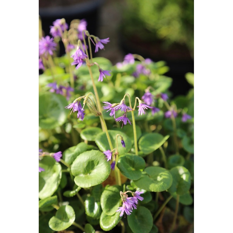 Soldanella villosa|1 Litre|9 cm pot