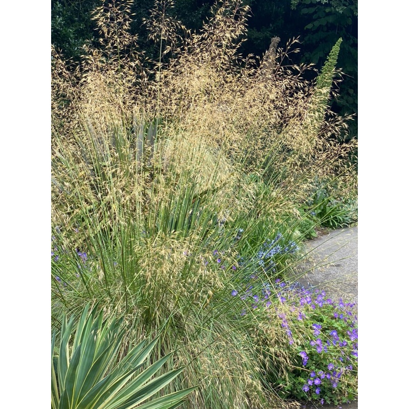 Stipa gigantea ‘Gold Fontaene’ AGM