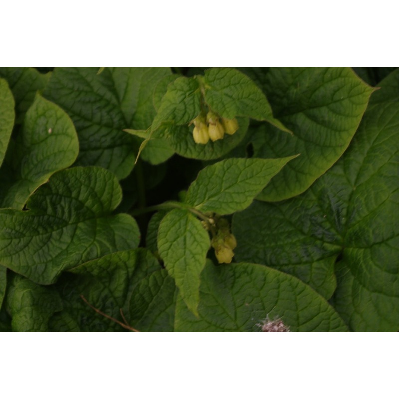Symphytum cordatum|1 Litre pot|9 cm pot