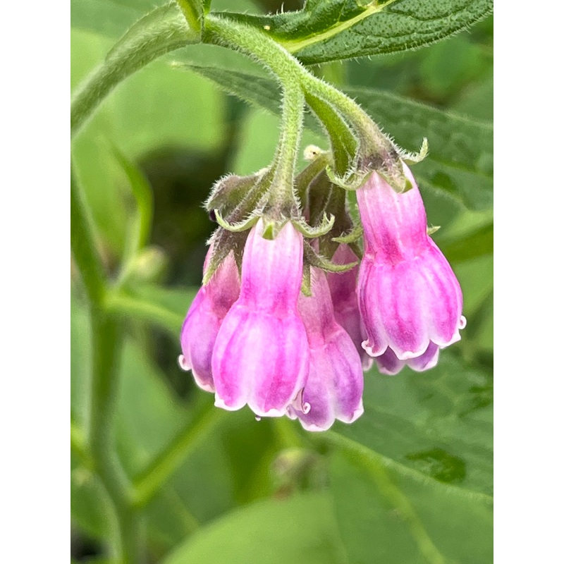 Symphytum x uplandicum Bocking 14