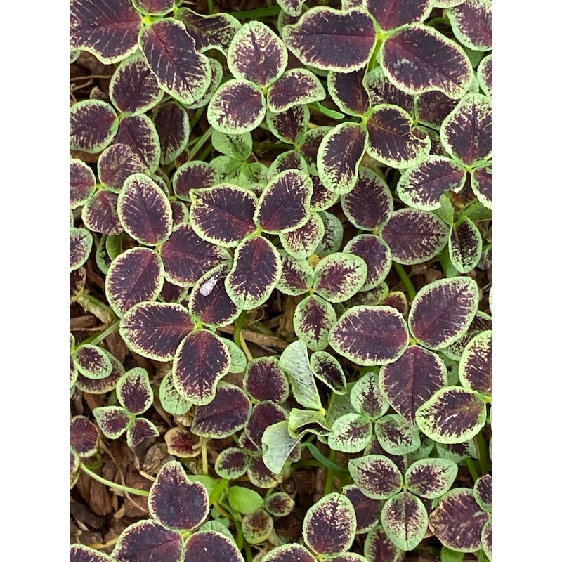 Trifolium repens Dark Debbie’