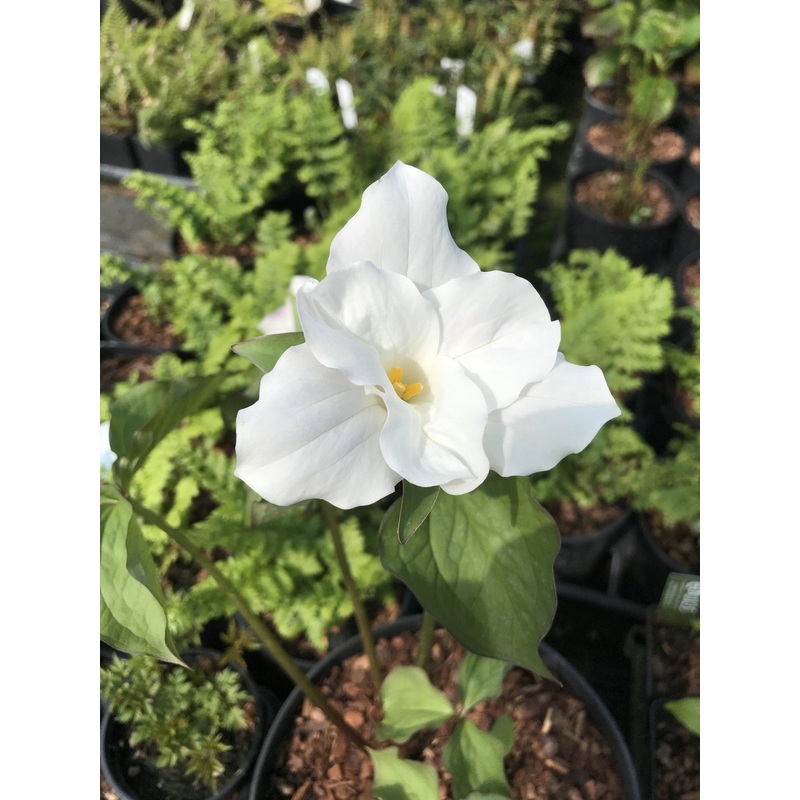 Trillium grandiflorum ‘Snowbunting’