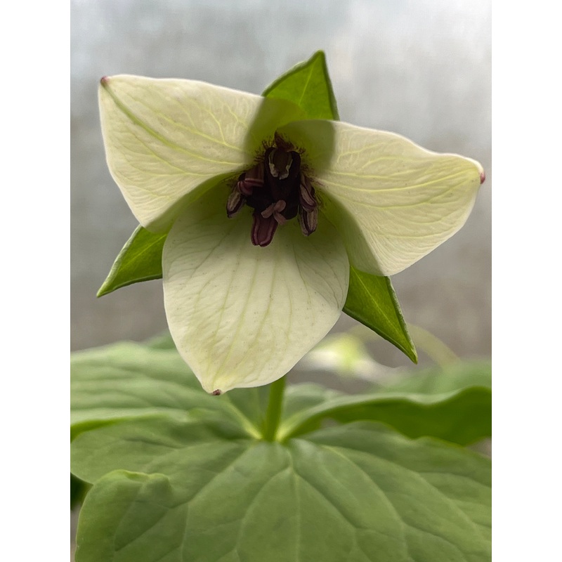 Trillium simile|1 Litre Pot|9 cm pot