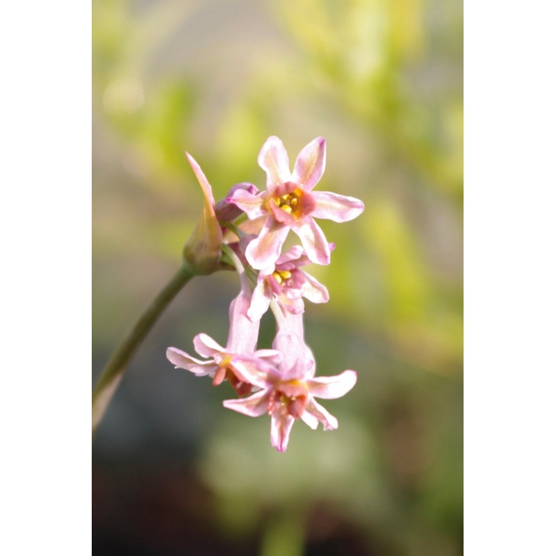 Tulbaghia Hazel
