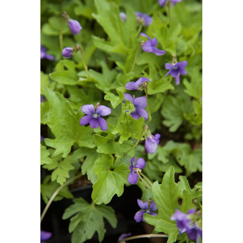 Viola ‘Abi’|7 cm pot|9 cm pot|1 Litre pot