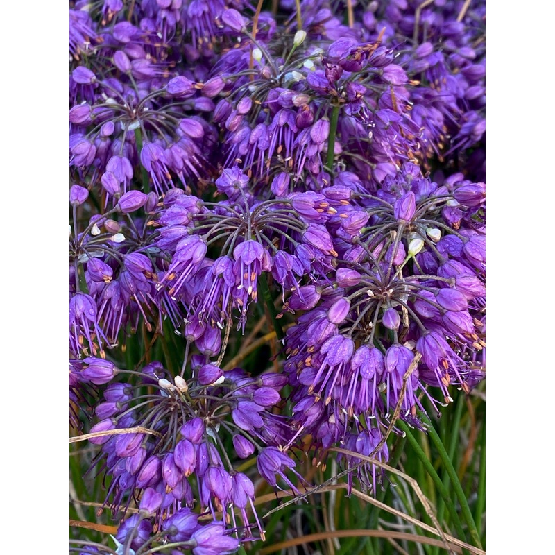 Allium thunbergii Ozawa|9 cm pot|7 cm|1 Litre pot