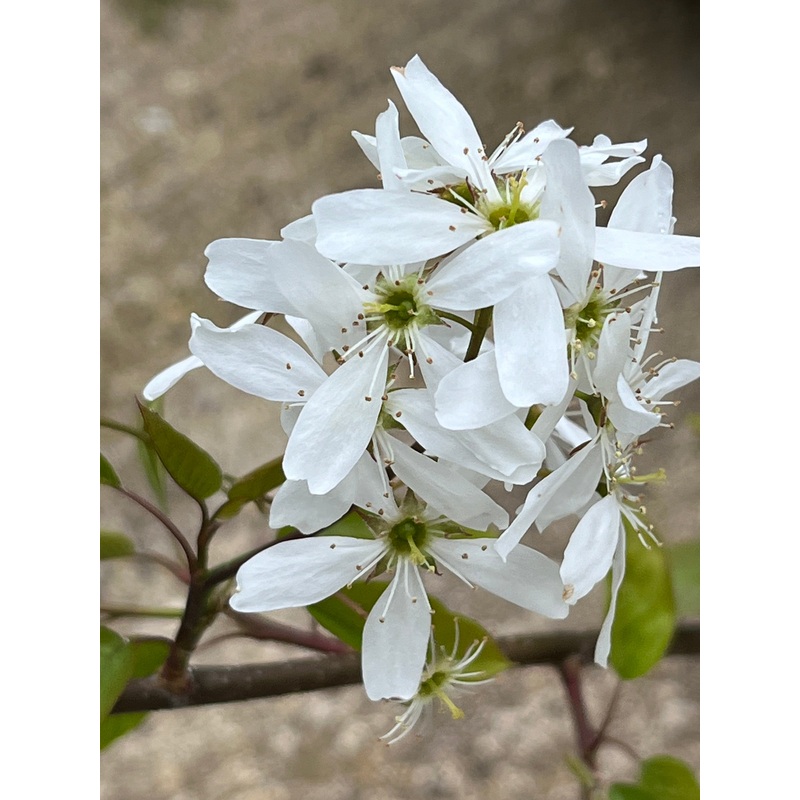 Amelanchier x grandiflora Ballerina AGM