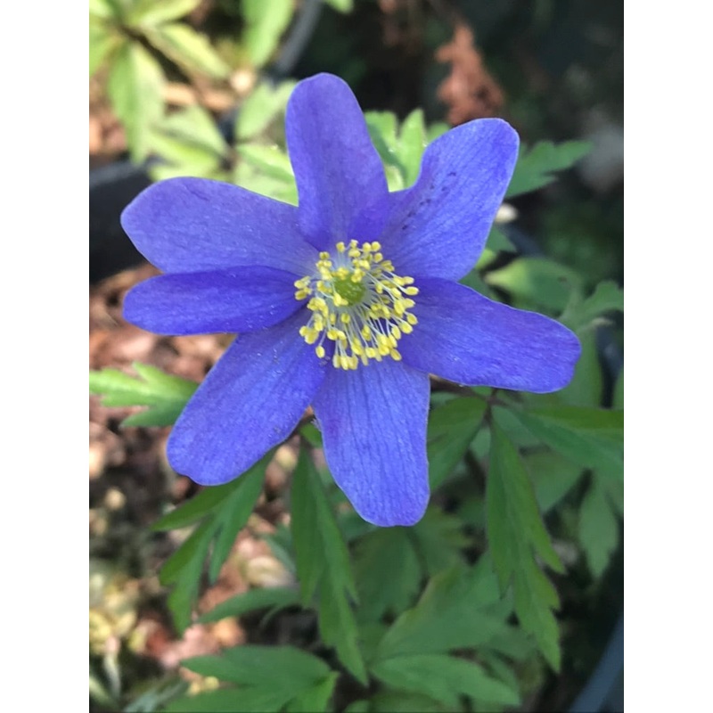 Anemone nemorosa Behemoth Blue