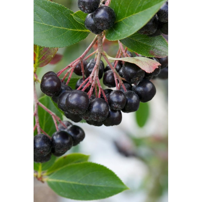 Aronia x prunifolia Viking|1 litre pot|9 cm pot