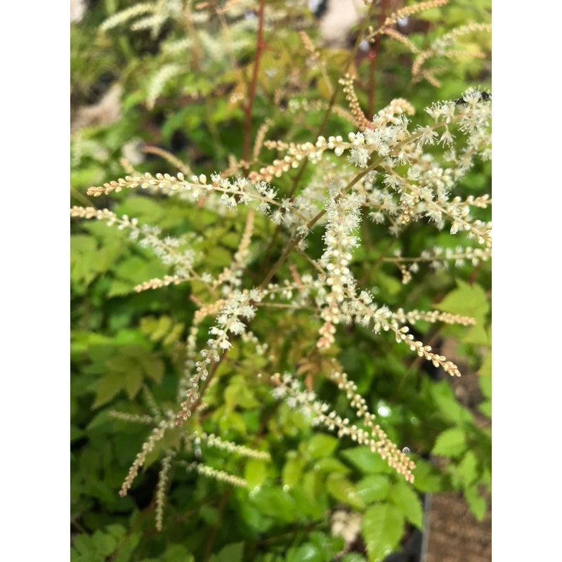 Aruncus ‘Misty Lace’|2 Litre Pot