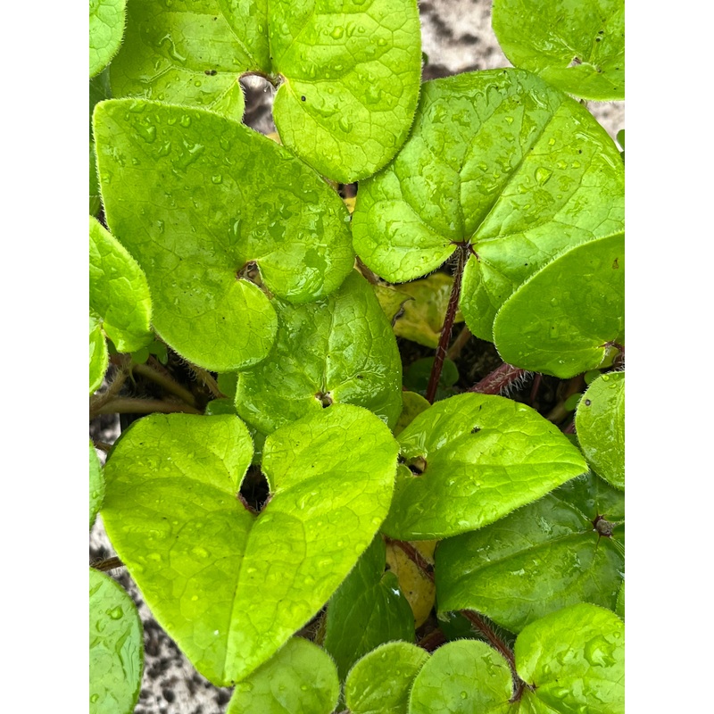 Asarum caudatum|9 cm pot