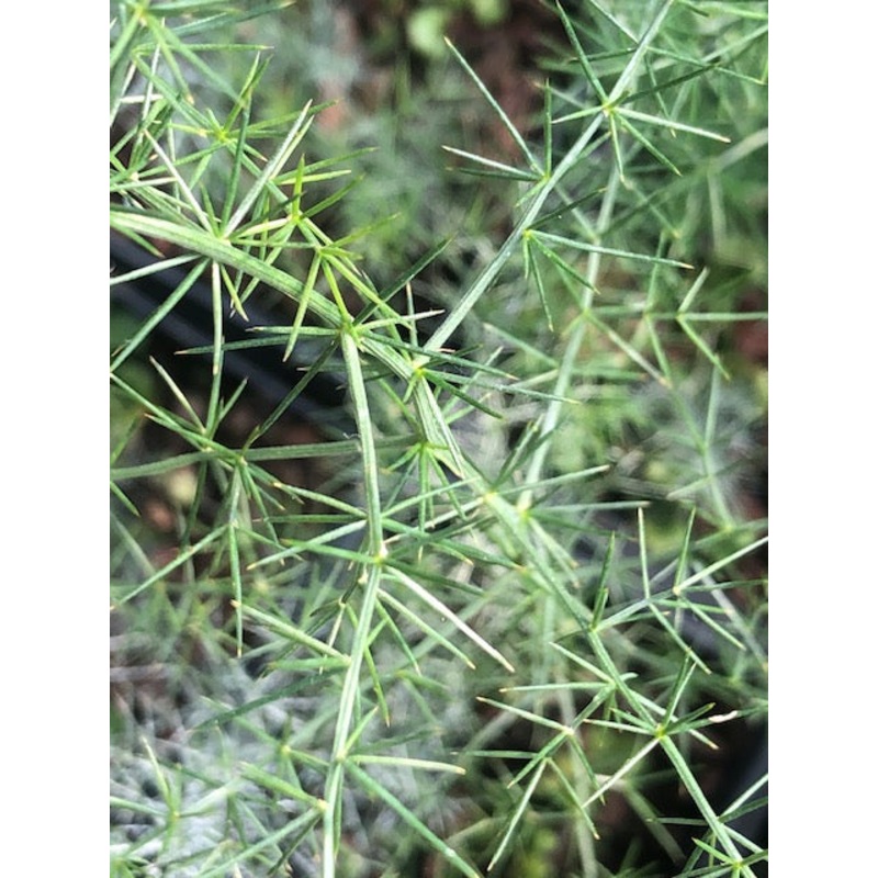 Asparagus acutifolius|1 Litre pot