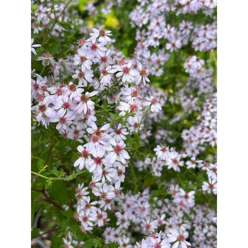 Aster (Symphyotrichum) ‘Photograph’ AGM