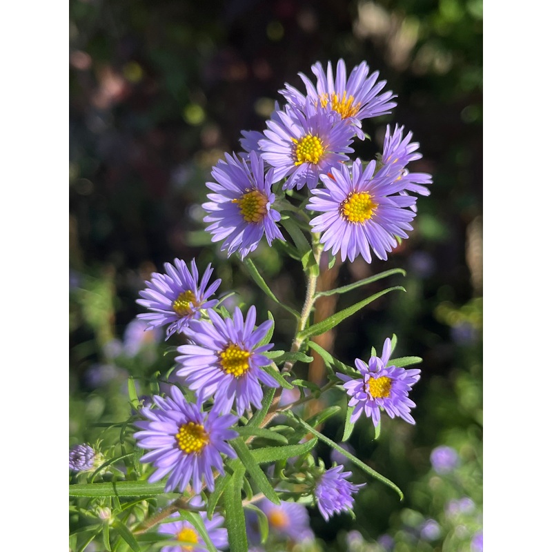 Aster (Symphyotrichum) x amethystinum ‘Freiburg’