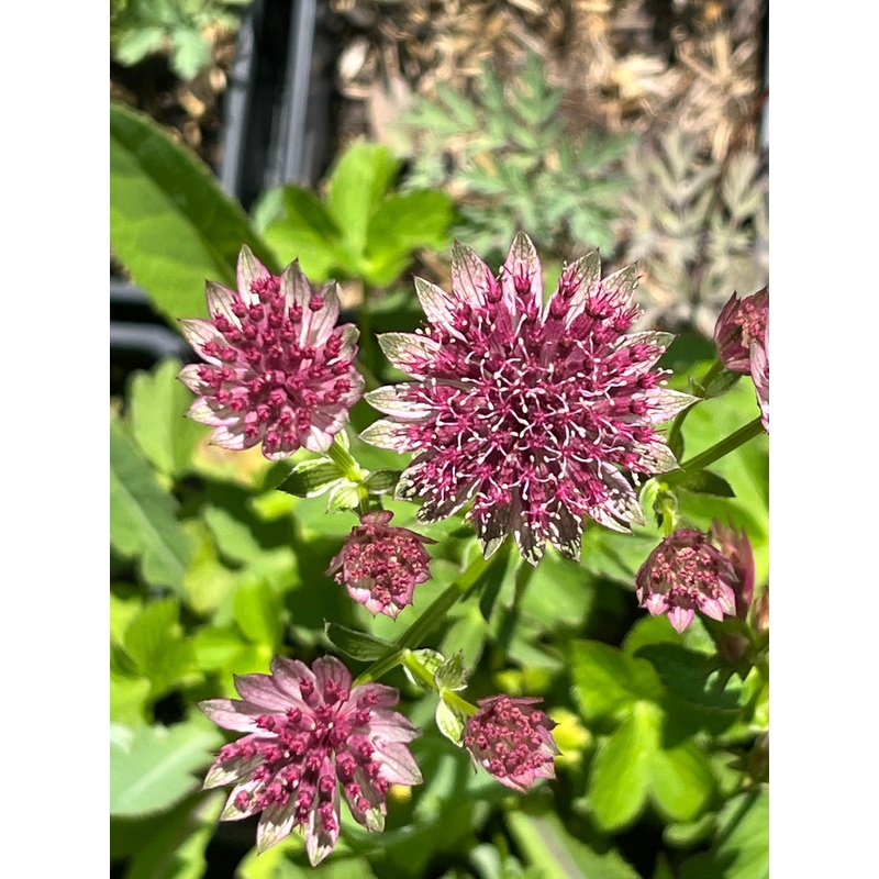 Astrantia Roma|1 Litre pot|9 cm pot|2 Litre pot