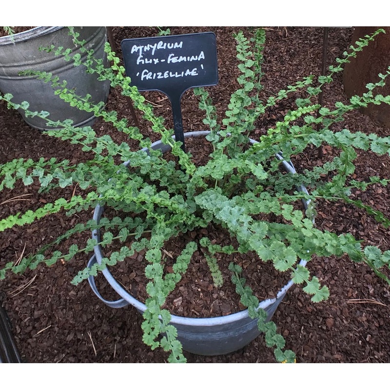 Athyrium filix-femina ‘Frizelliae’