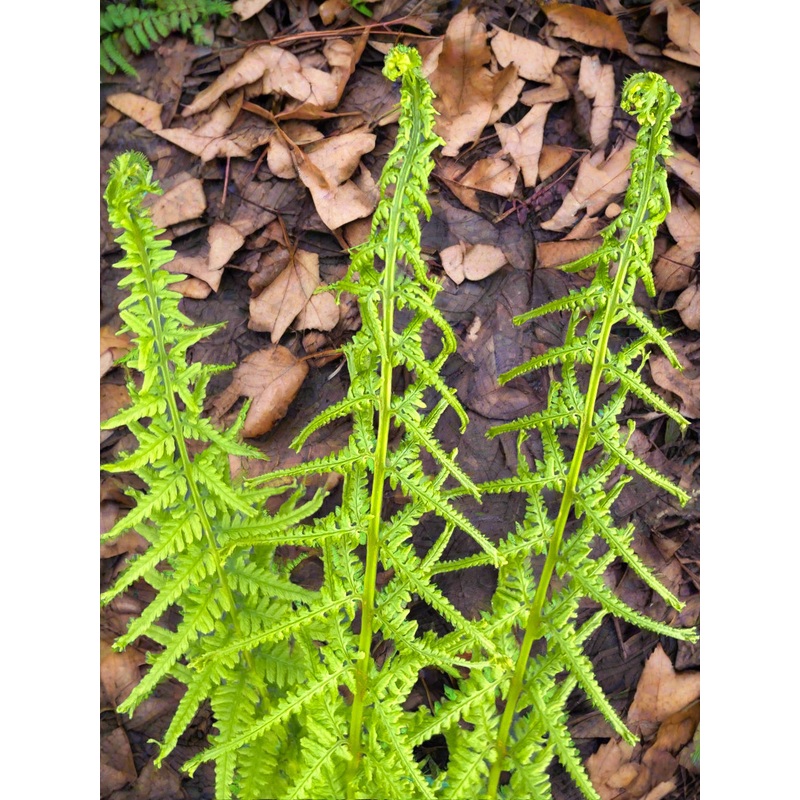 Athyrium filix-femina ‘Victoriae’