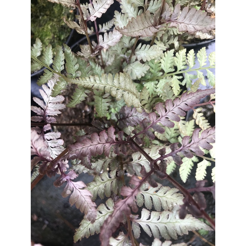 Athyrium niponicum var. pictum ‘Pewter Lace’