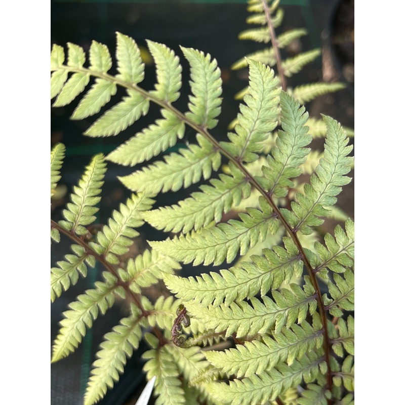 Athyrium x ‘Branford Beauty’|2 litre