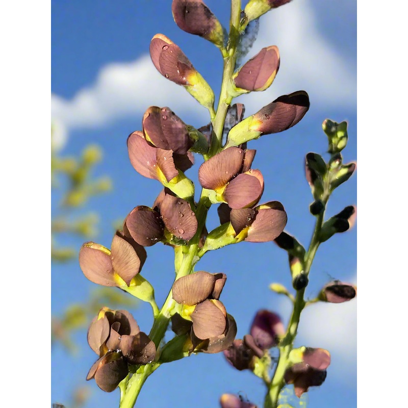 Baptisia Dutch Chocolate|1 litre|9 cm pot
