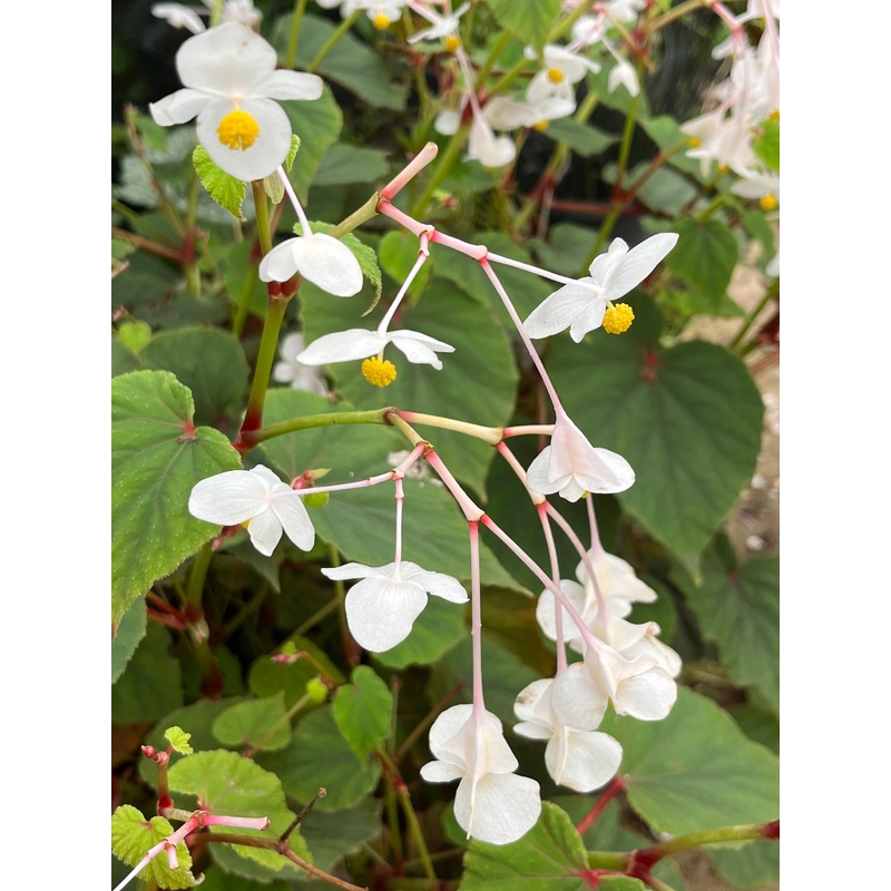 Begonia grandis subsp. evansiana var. alba
