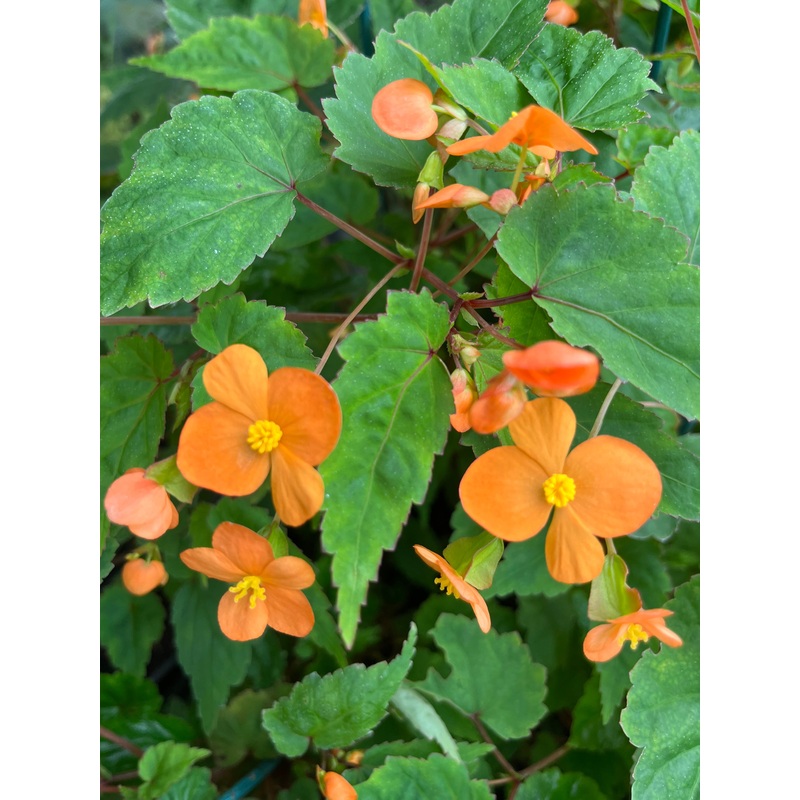 Begonia sutherlandii AGM|1 litre pot