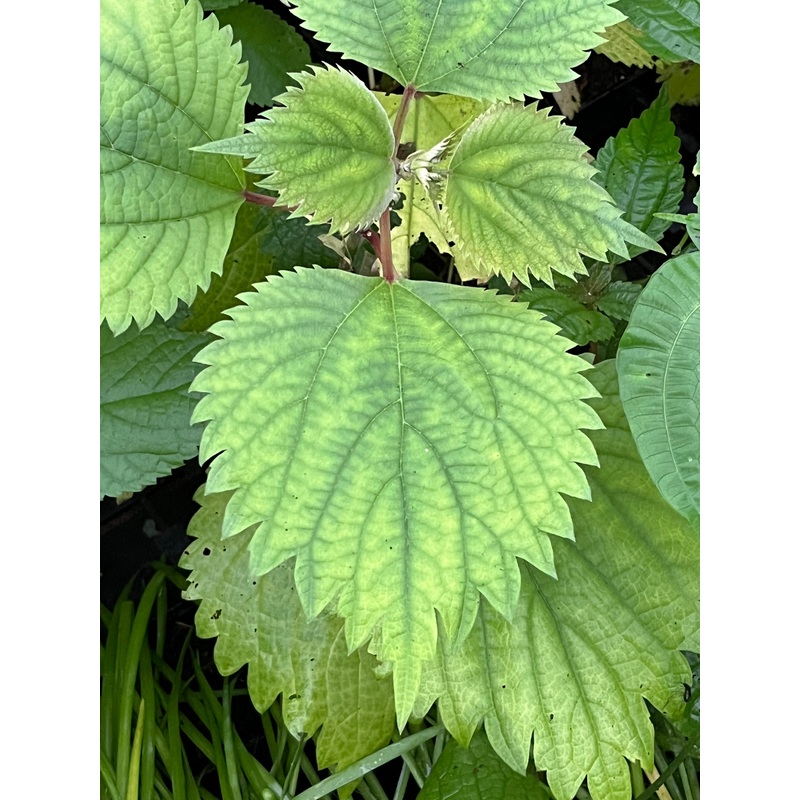 Boehmeria sp. CMBJP1941|9 cm pot