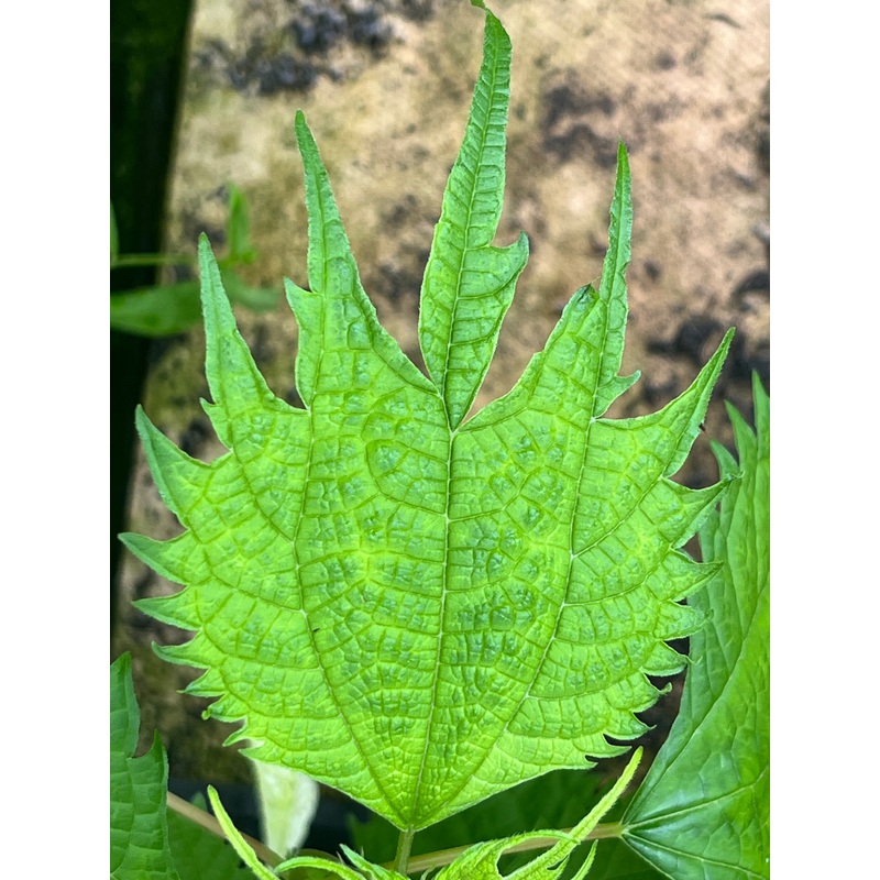 Boehmeria tricuspis|9 cm pot|1 Litre pot