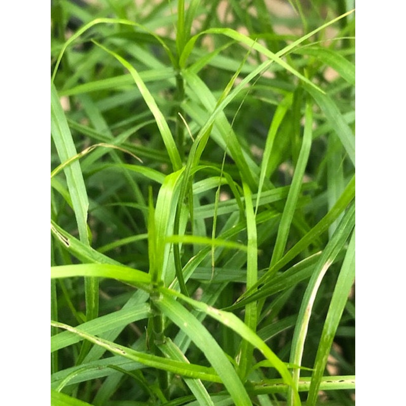 Carex muskingumensis Little Midge