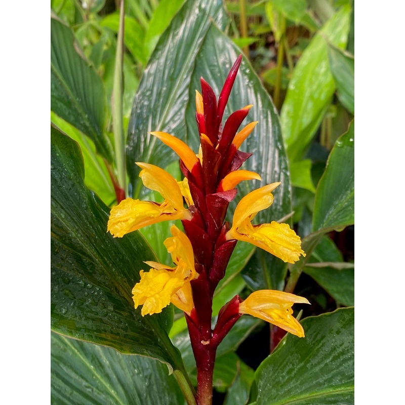 Cautleya spicata Arun Flame|1 litre pot|2 litre