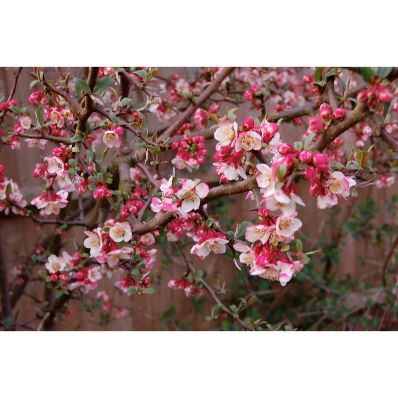 Chaenomeles cathayensis|2 litre