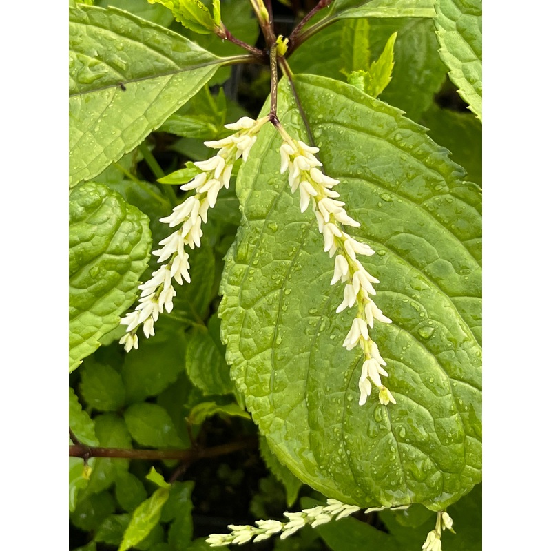 Chloranthus oldhamii BSWJ 2019