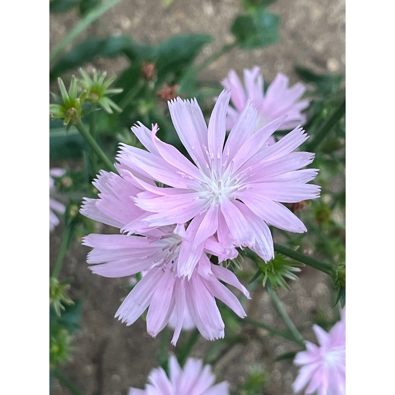 Cichorium intybus ‘Roseum’|1 Litre pot|9 cm pot