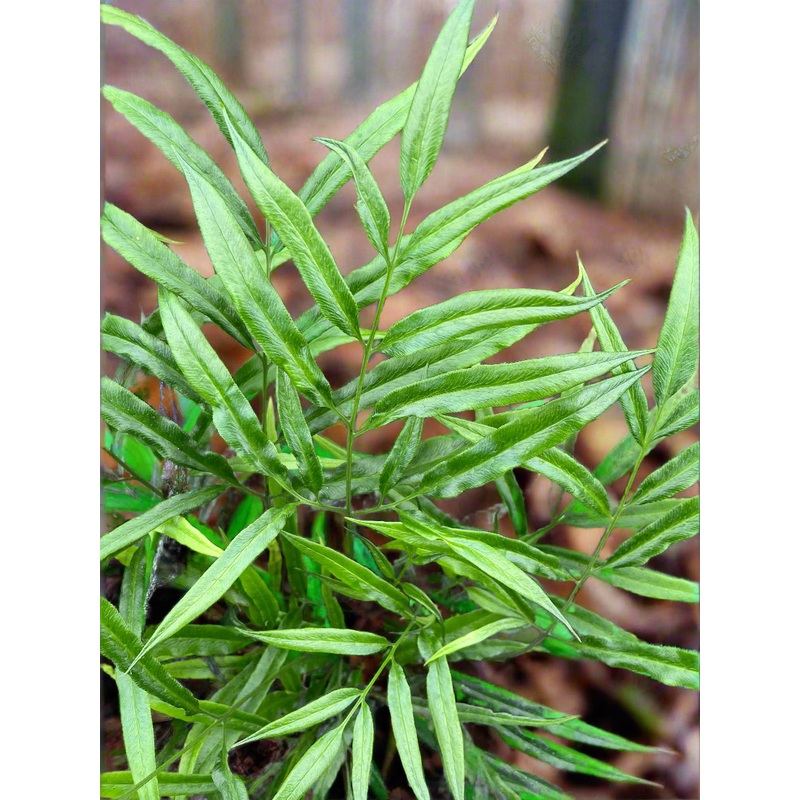 Coniogramme gracilis|1 litre|2 Litre|9 cm pot