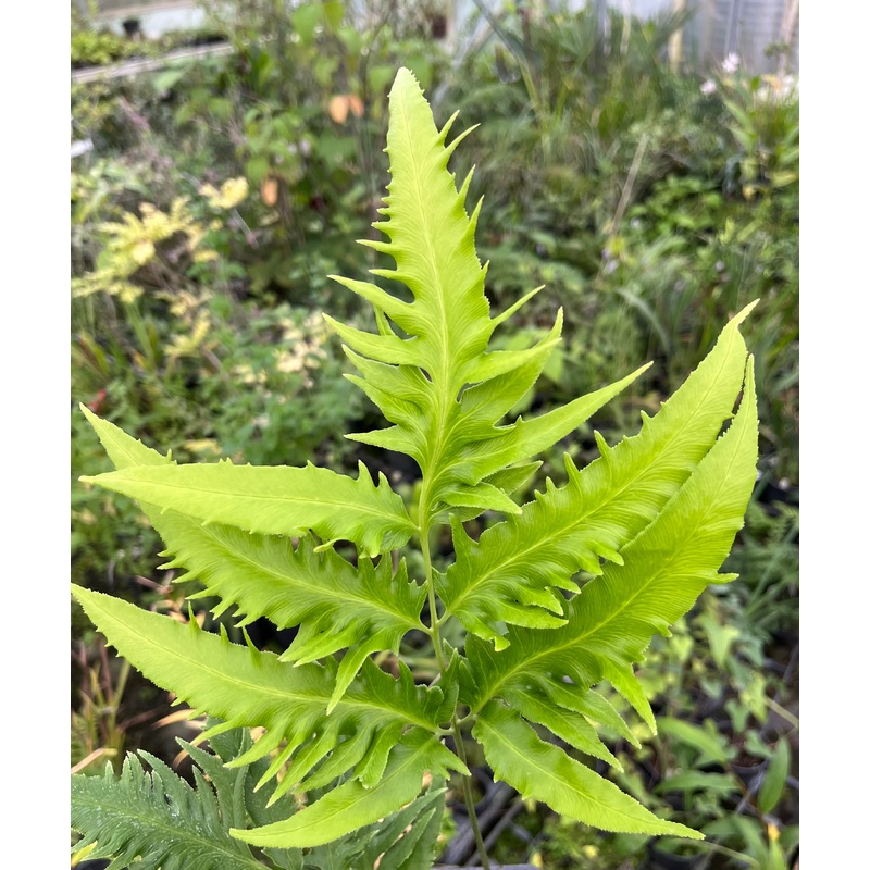 Coniogramme intermedia ‘Yoroi Musha’