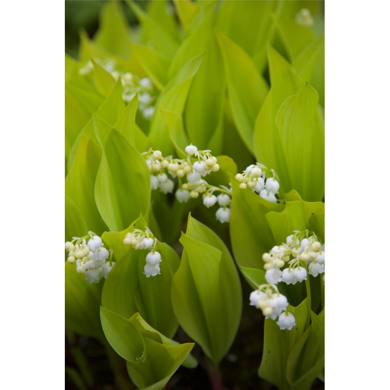 Convallaria majalis ‘Golden Jubilee’