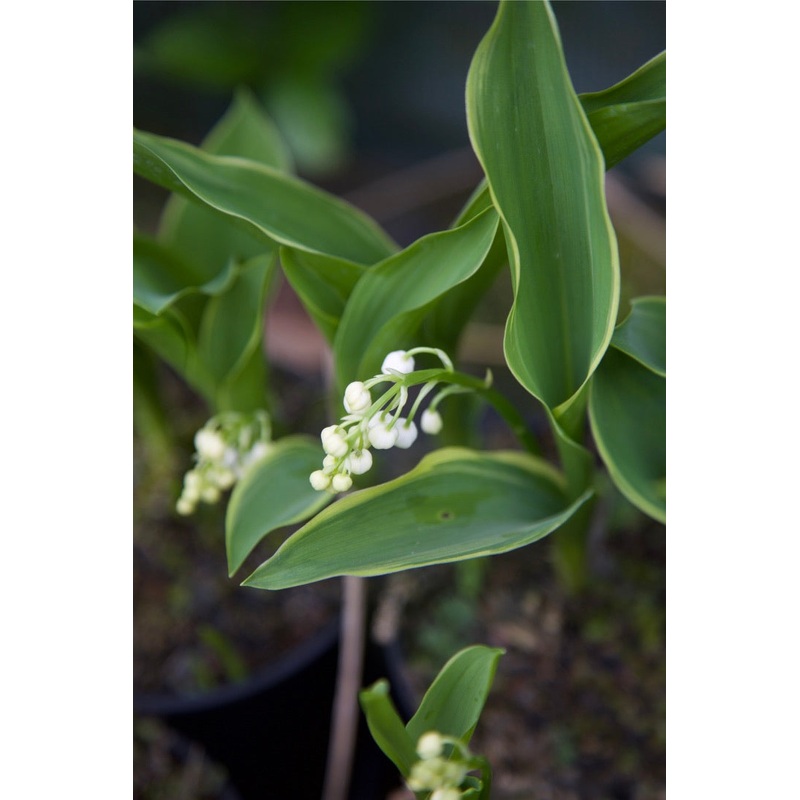 Convallaria majalis ‘Hofheim’|9 cm Pot
