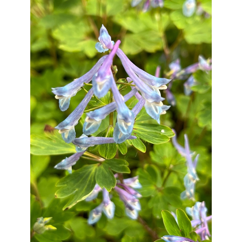 Corydalis omeiana|1 Litre pot|9 cm pt