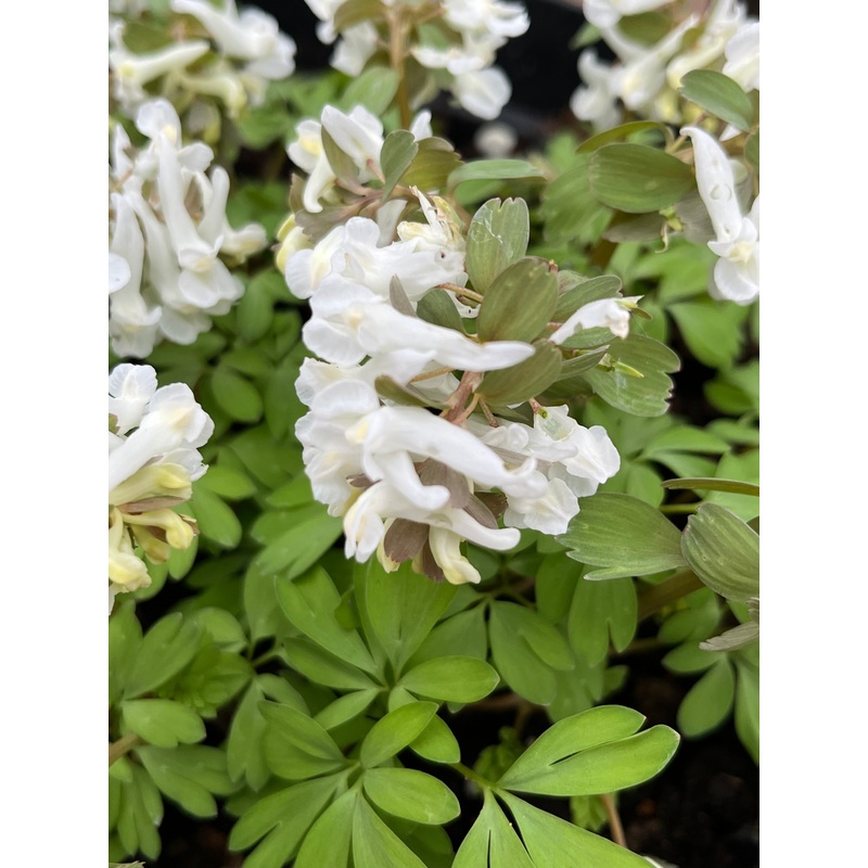 Corydalis solida ‘White Swallow’