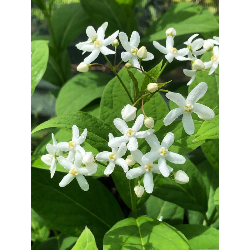 Cyananchum ascyrifolium|1 litre pot|2 Litre pot