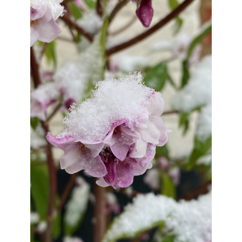 Daphne bholua|2 Litre