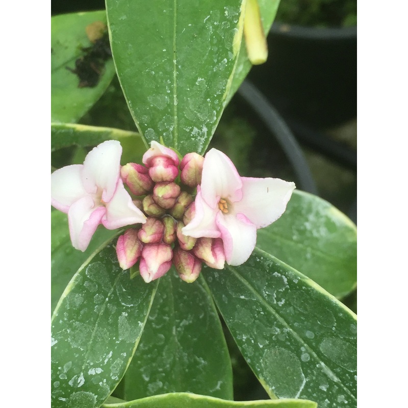 Daphne odora|1 Litre|2 Litre