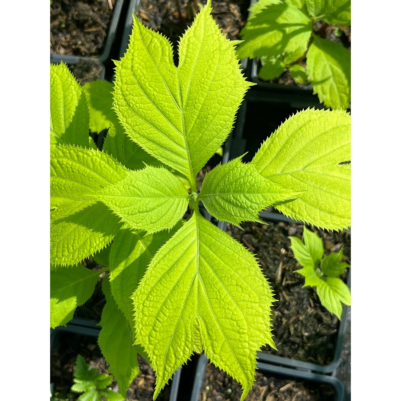 Deinanthe bifida B&SWJ 5655|9 cm Pot|1 Litre pot