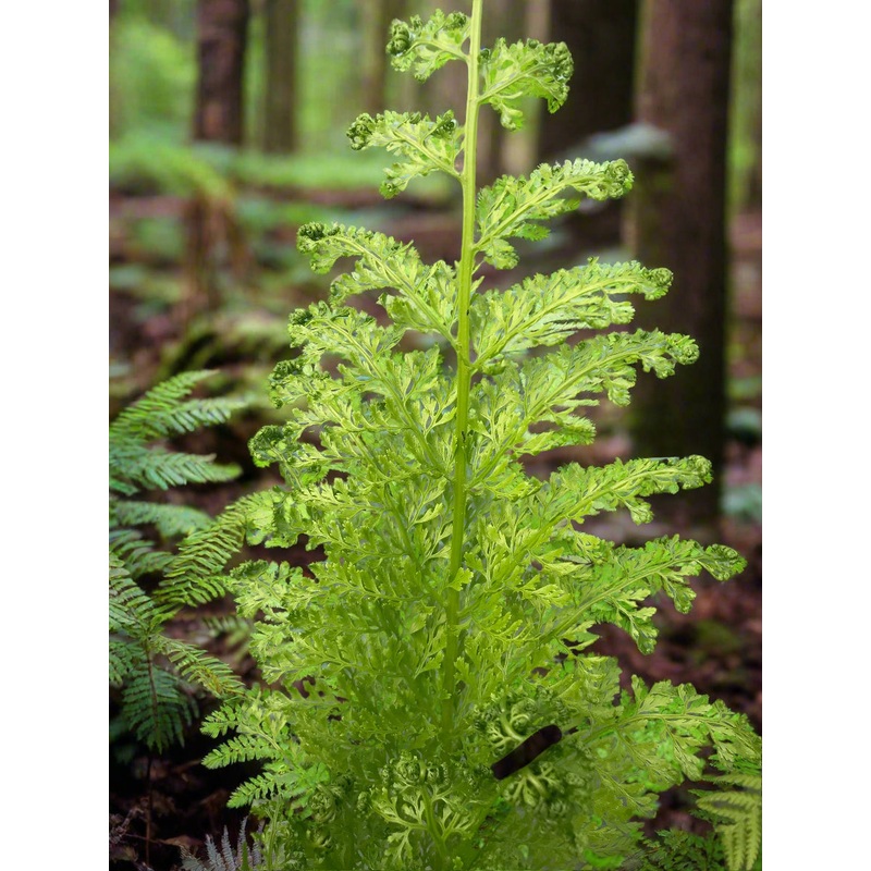 Dennstaedtia glauca|3 litre|1 Litre pot